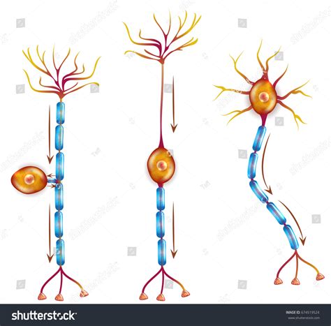 Nerve Cell Types Closeup Detailed Anatomy Stock Vector (Royalty Free ...