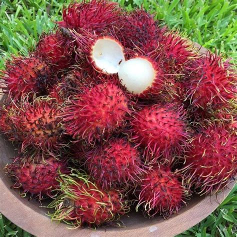 Buy Rambutan N Bud Exotic Fruit Plant Greens Of Kerala