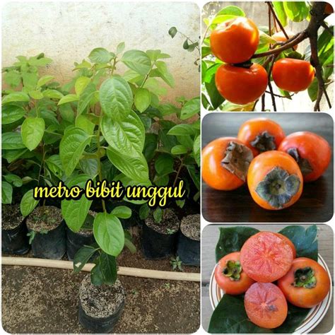 Jual Bibit Buah Kesemek Jaminan Berbuah Lebat Real Pict Gambar Asli Di