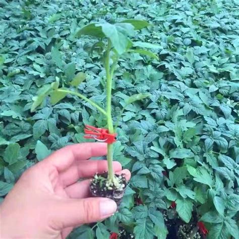 China Tomato Rootstock Seeds Tomato Rootstock Seeds Suppliers