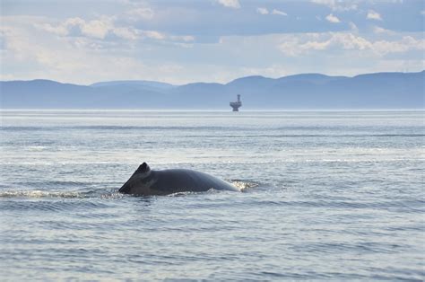 Comment Les Baleines Peuvent Sauver Le Monde La Baleine Nomade