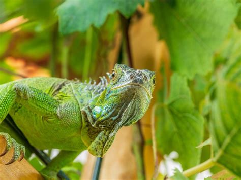 Iguana Control How To Get Rid Of Iguanas In Your Garden Gardening