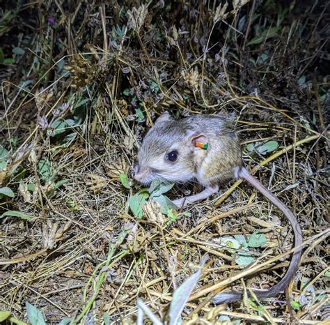 Effects of interspecific competition on Stephens’ kangaroo rat habitat