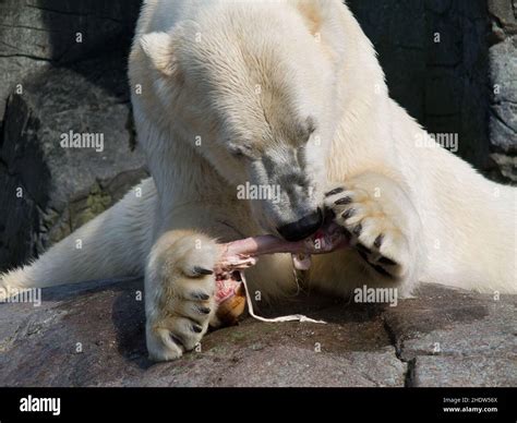 nutrition & eating, polar bear, nutrition & ingestion, polar bears Stock Photo - Alamy