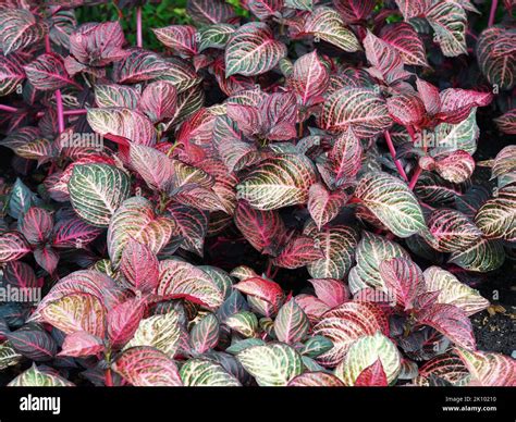 Bright Variegated Leaves Of The Nerve Plant Fittonia Albivenis Stock