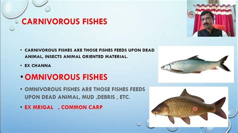 Food And Feeding Habit Of Fishes Youtube