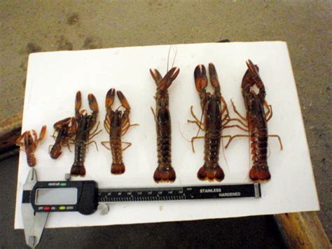 Friends of Penobscot Bay: Lobster larvae: global warming could have ...