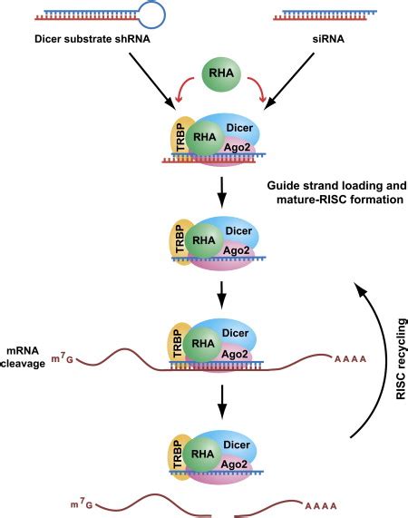 Rna Helicase A Interacts With Risc In Human Cells And Functions In Risc