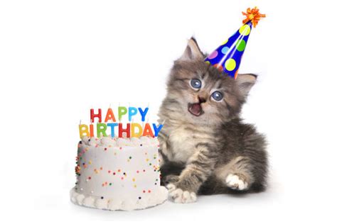 Happy Birthday Cat Stock Photos Pictures And Royalty Free Images Istock