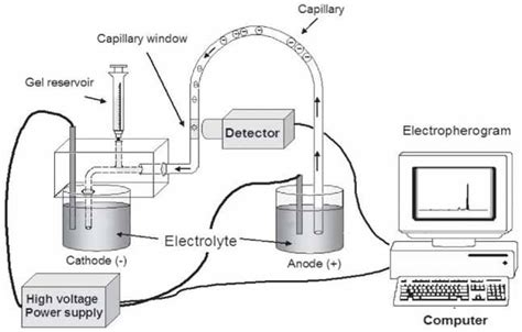 Introduction To Capillary Electrophoresis Of Dna Springer For