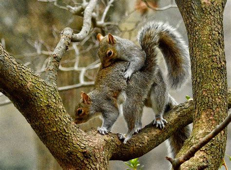 Squirrels Just Want To Have Fun Part One Of Three Flickr