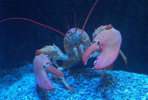 Kansas City Zoo’s new aquarium opens: Take a look inside