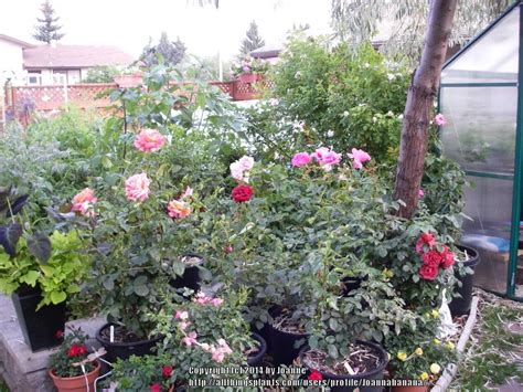 The Container Rose Garden - Garden.org