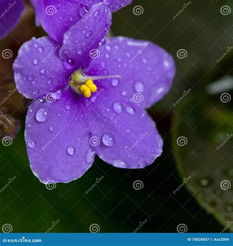 Violets Flowers stock image. Image of closeup, natural - 70028837