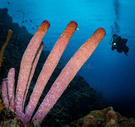 Underwater Life On The Reefs Around The Dutch Caribbean Island Of