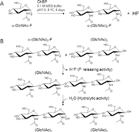 Figure From A Glycosynthase Derived From An Inverting Gh Chitinase