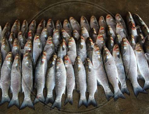 image  huge bunch  grey mullet mugil fish sale  market wo picxy