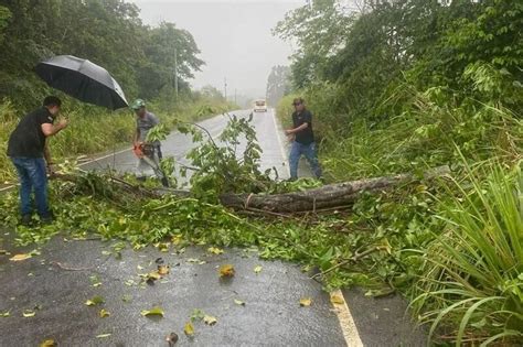 Vento Forte Derruba Rvore Na Rodovia Ba Entre Guaratinga E Itabela