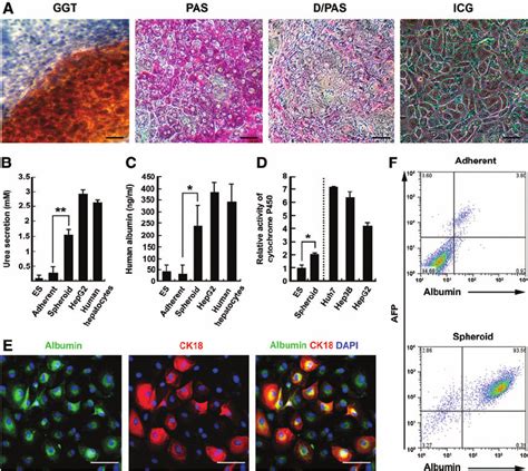 Differentiation Of Spheroid Forming Cells Into Hepatocyte Like Cells