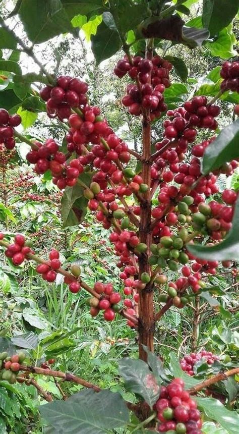 Pin De E Rüveyda En Meyveler Planta De Cafe Arbol De Frutas Jardín