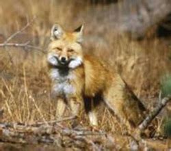 Survival Adaptations - The Red Fox