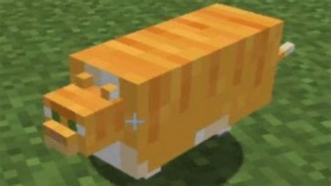 Minecraft Skins Meme Cat