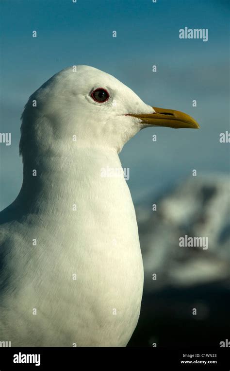 Glaucous Winged Gull Delani Np Alaska May Stock Photo Alamy