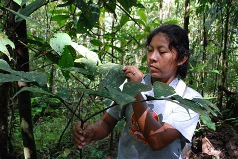 Jovem índia aprende a identificar plantas medicinais da floresta