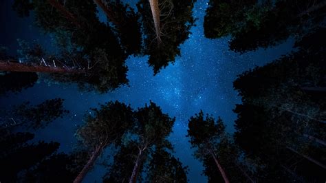 Starry Sky Night Trees Stars K Hd Wallpaper