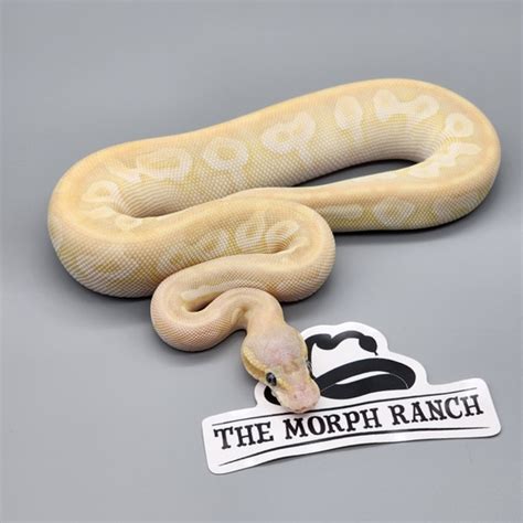 pastel crystal ball python   morph ranch