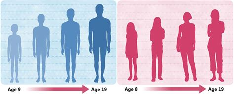 Puberty Human Development