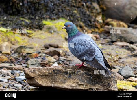 Liva Hi Res Stock Photography And Images Alamy