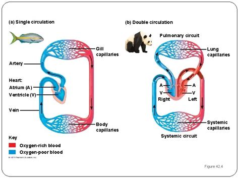 Single And Double Circulatory System