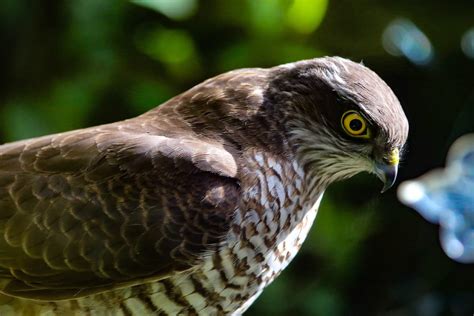 Different Types Of Hawks In Michigan