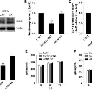 Abatement Of EphB2 Inhibited B Cell Activation A Detection Of EphB2