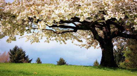 Spring Scenery Wallpapers Top Free Spring Scenery Backgrounds