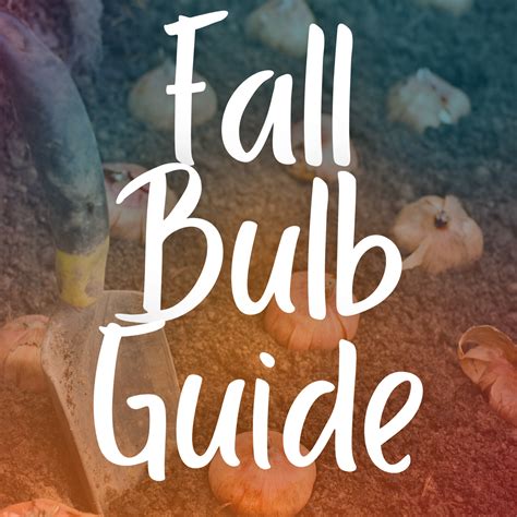 A Beginner's Guide to Fall Flower Bulbs – Scott's Nursery Ltd.