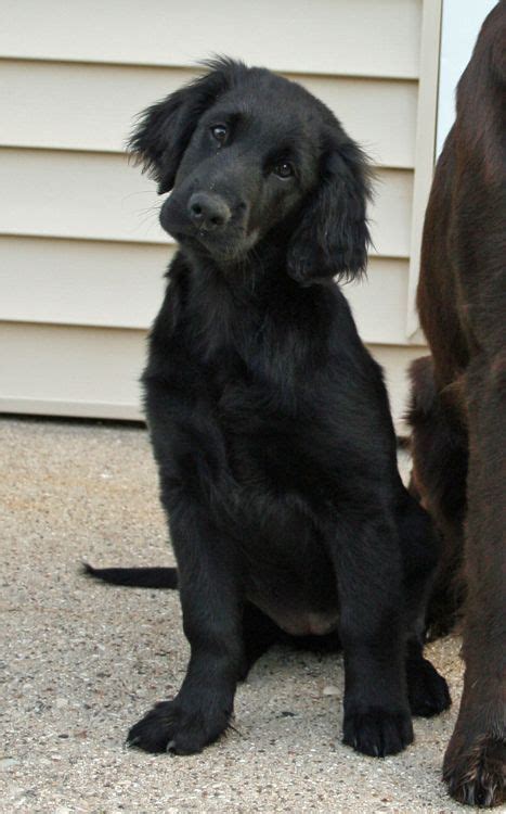 27 Flat coated retriever ideas | flat coated retriever, retriever, puppies