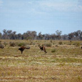 Discover Australia through Outback Tours | by Personal Outback Tours ...