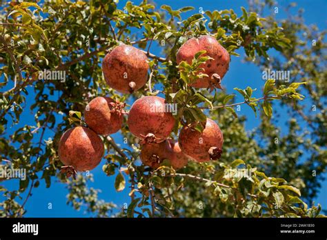 Punica Granatum Leaves Hi Res Stock Photography And Images Alamy