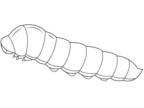 Oruga Normal Para Colorear Imprimir E Dibujar Coloringonly