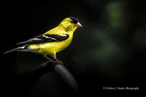 Golden Finch Pentax User Photo Gallery