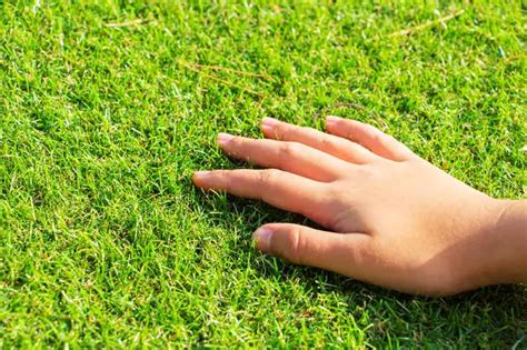 Artificial Grass Pros And Cons What You Need To Know