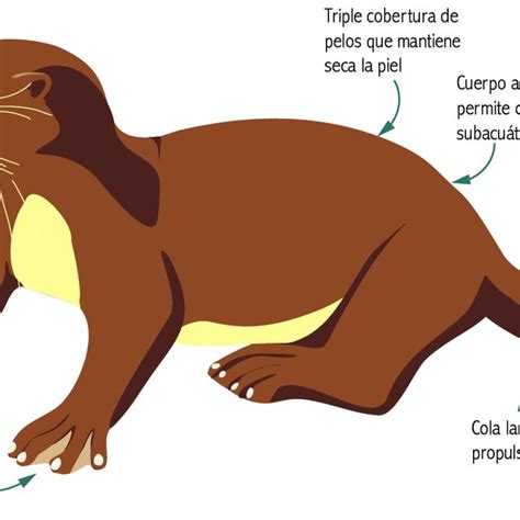 Caracter Sticas De La Nutria Neotropical Ilustraci N Fredy A Ochoa F