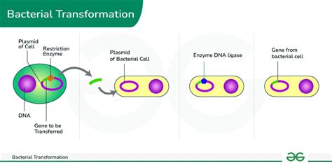 Bacterial Genetics Overview Conjugation Transduction