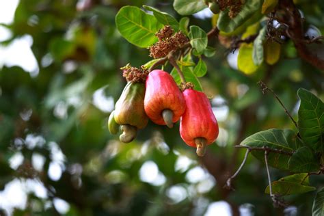 Anacardo Propiedades Valores Nutricionales Y Recetas