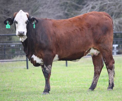 26 Crossbred Cows Braford Tigerstripe For Sale In Klondike Texas