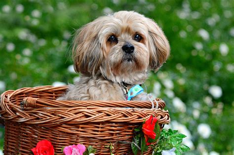 10 Secretos Para Que Tu Lhasa Apso Deje De Ladrar Con Mis Mascotas