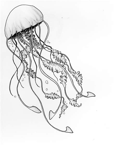 How To Draw A Jellyfish A Step By Step Guide IHSANPEDIA