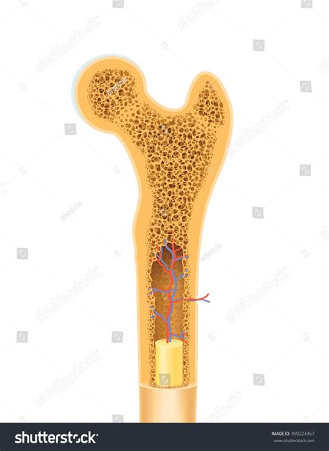 Anatomy of human bone spongy structure vector - Royalty Free Stock Vector 499224367 - Avopix.com